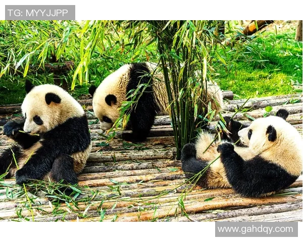 足球明星亲临熊猫基地与可爱熊猫互动传递环保理念 足球明星亲临熊猫基地与可爱熊猫互动传递环保理念